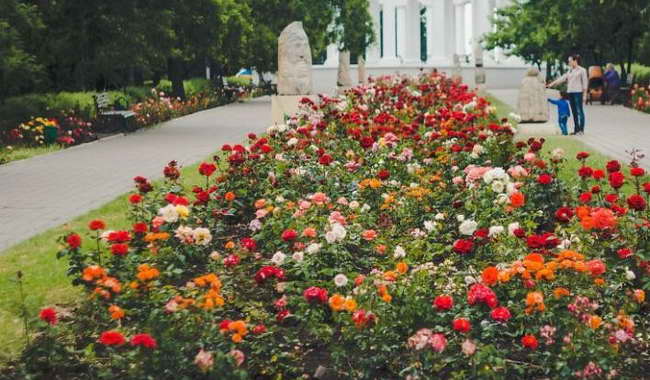 Около двух тысяч кустов роз высажено в этом году в Черноморске