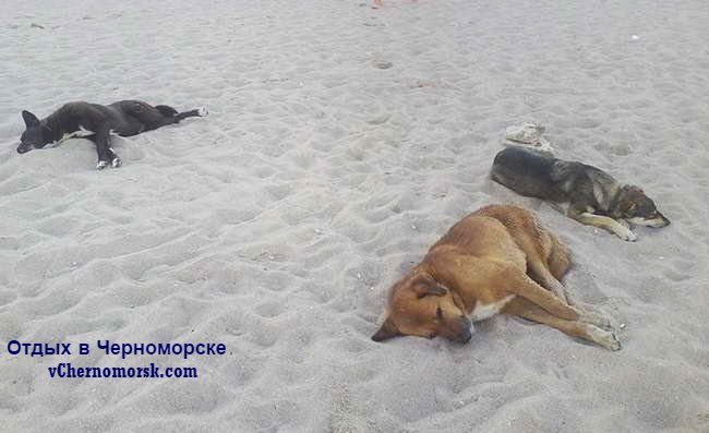 бездомные собаки в Черноморске